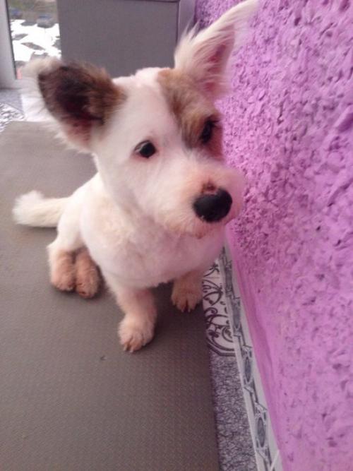 Пост радости!  Помните пост про собаку из подъезда? 02