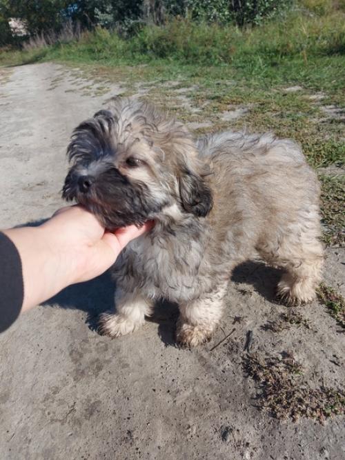 Хочу представить - чип. 06