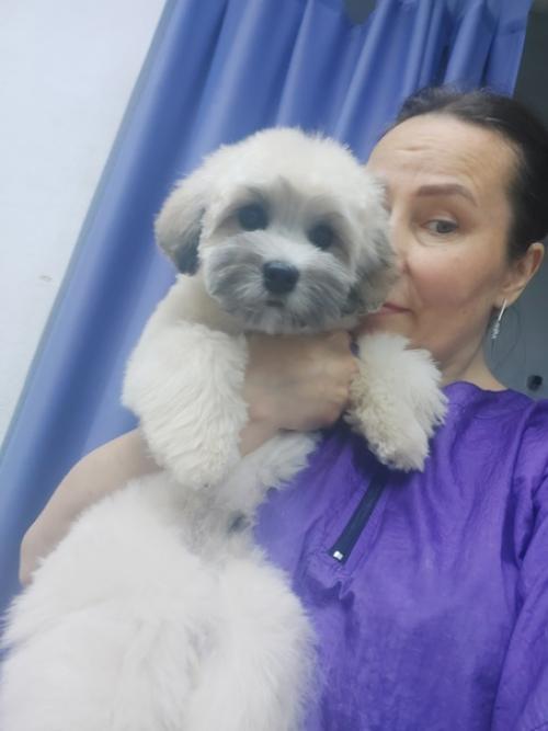 Хочу представить - чип. 01