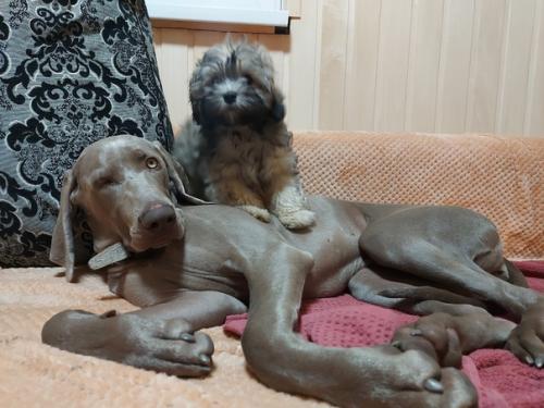 Хочу представить - чип. 07