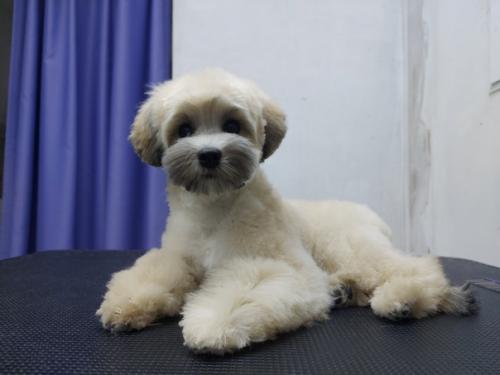 Хочу представить - чип. 02