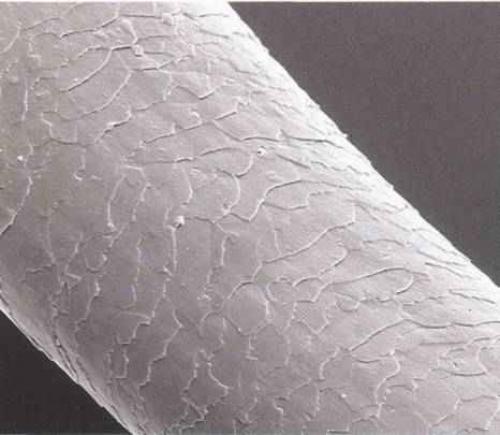 Физические свойства волоса. 01 Физические свойства волоса. 01