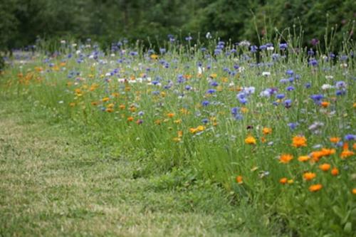 Виды газонов.  Газон украшает сад, раздвигает и организует пространство, объединяя разнородные элементы в одно целое. 03 Виды газонов.  Газон украшает сад, раздвигает и организует пространство, объединяя разнородные элементы в одно целое. 03