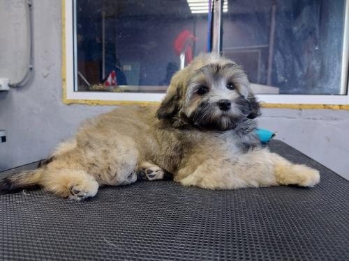 Хочу представить - чип. 05