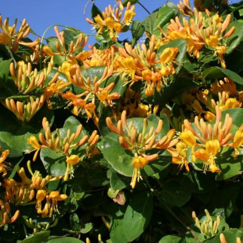 Жимолость каприфоль. Одна из лучших лиан, давно известная садоводам, - жимолость каприфоль. 01