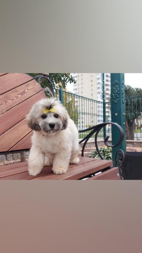 Хочу представить - чип. 03