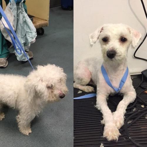 Этот мужчина находит бездомных собак, кормит, отмывает и делает им модные стрижки, чтобы они скорее смогли найти себе новых хозяев. 05