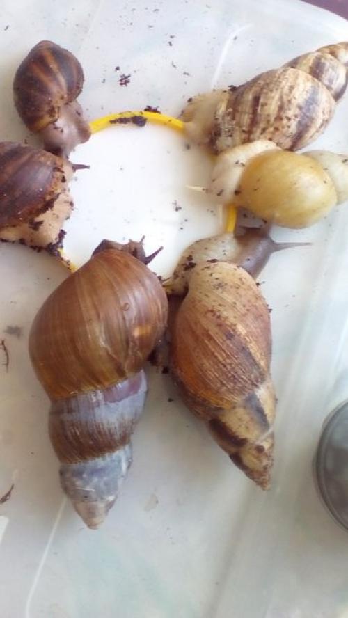 Всем привет! В моей коллекции опять появилась уля. 03 Всем привет! В моей коллекции опять появилась уля. 03