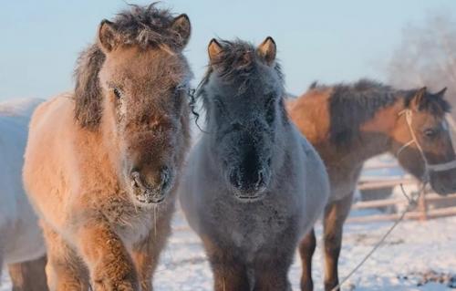 Зачем брить лошадей. 04 Зачем брить лошадей. 04