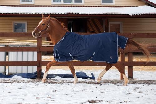 Зачем брить лошадей. 07 Зачем брить лошадей. 07