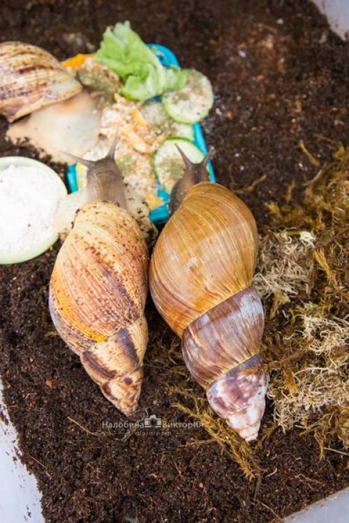 Всем привет! В моей коллекции опять появилась уля. 07 Всем привет! В моей коллекции опять появилась уля. 07