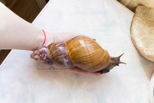 Всем привет! В моей коллекции опять появилась уля. 05 Всем привет! В моей коллекции опять появилась уля. 05