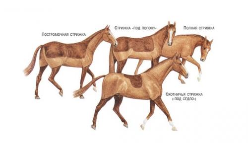 Зачем брить лошадей. 03 Зачем брить лошадей. 03