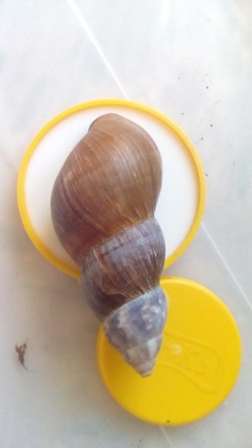 Всем привет! В моей коллекции опять появилась уля. 02 Всем привет! В моей коллекции опять появилась уля. 02