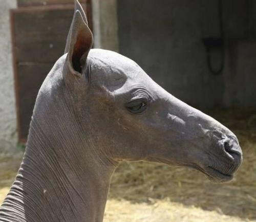 Зачем брить лошадей. 08 Зачем брить лошадей. 08