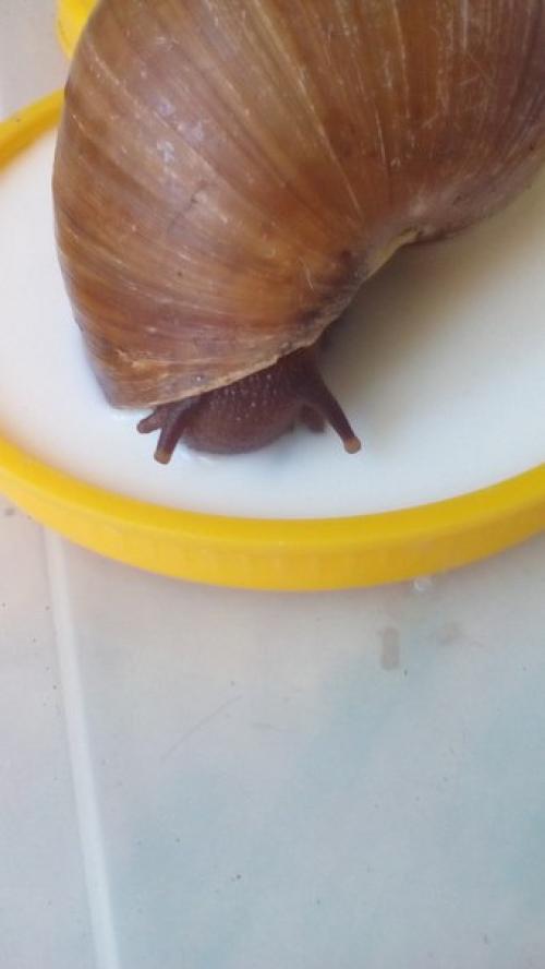 Всем привет! В моей коллекции опять появилась уля. 01 Всем привет! В моей коллекции опять появилась уля. 01