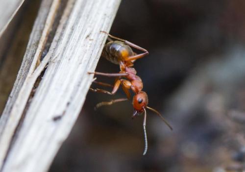 Немного о муравьиных Прическах. 01 Немного о муравьиных Прическах. 01