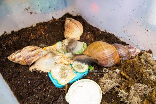 Всем привет! В моей коллекции опять появилась уля. 06 Всем привет! В моей коллекции опять появилась уля. 06