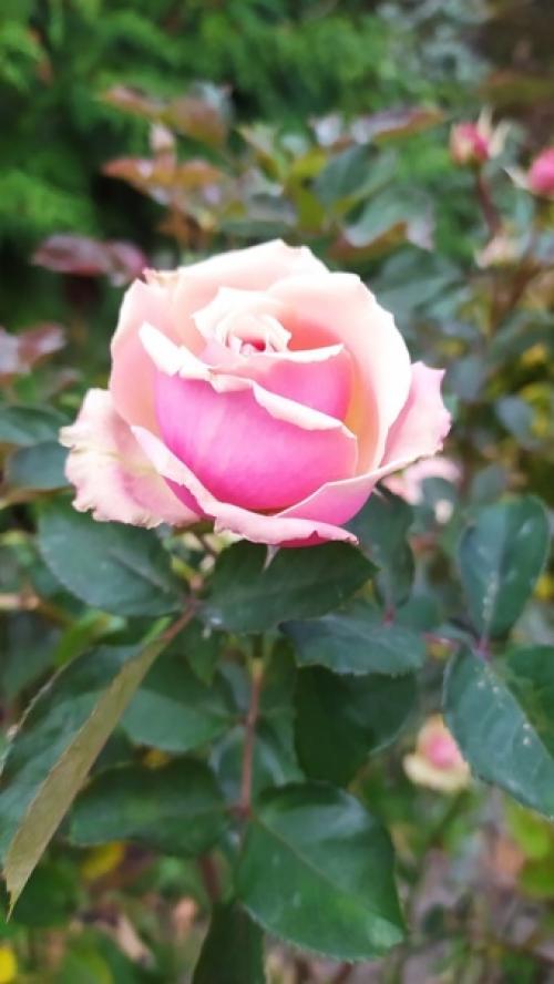 Всплывают в памяти отрывки, прошедших дней тепло и свет. 03