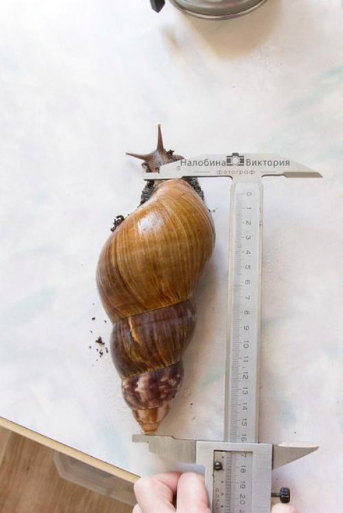 Всем привет! В моей коллекции опять появилась уля. 04 Всем привет! В моей коллекции опять появилась уля. 04