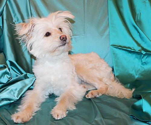 Малютка блонди ищет хозяина? 01