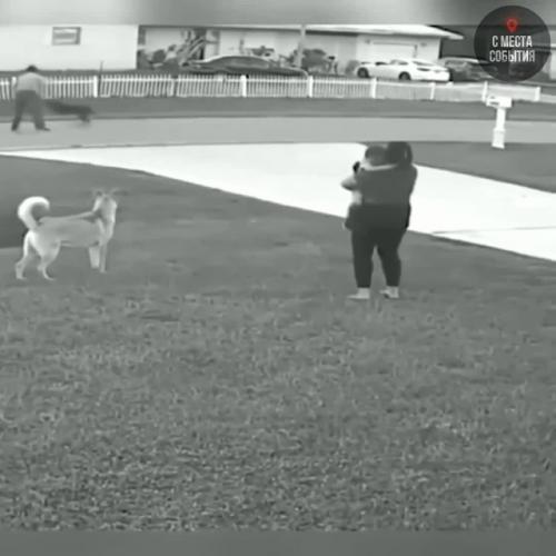 Огромный пёс в секунду мог искалечить мальчишку, но он появился и встал стеной между ними …. 01