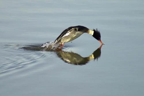 Большой крохаль (Mergus Merganser). 03
