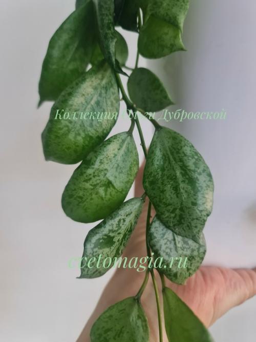 А кто помнит вот это фото моей Hoya Lacunosa Moon Shain (лакуноза мун шайн), последнее фото в посте? 01