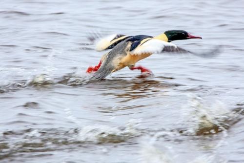 Большой крохаль (Mergus Merganser). 07