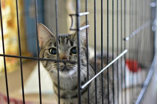 Кошечка соломка дом ищет! 04