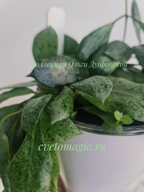 А кто помнит вот это фото моей Hoya Lacunosa Moon Shain (лакуноза мун шайн), последнее фото в посте? 02