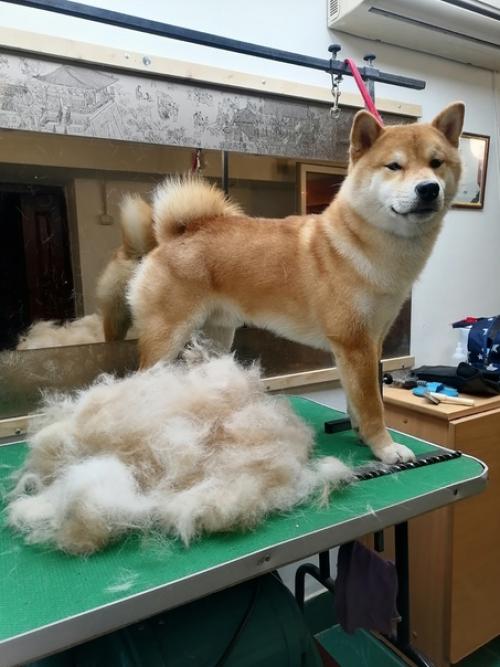 Зимняя шерсть не в моде! 02