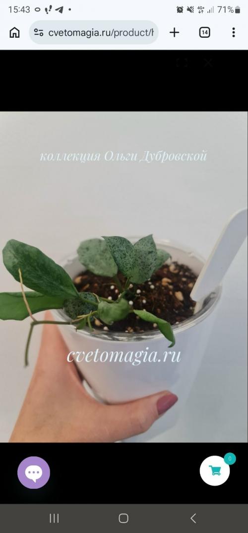 А кто помнит вот это фото моей Hoya Lacunosa Moon Shain (лакуноза мун шайн), последнее фото в посте? 03