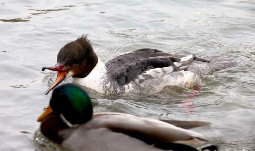 Большой крохаль (Mergus Merganser). 05