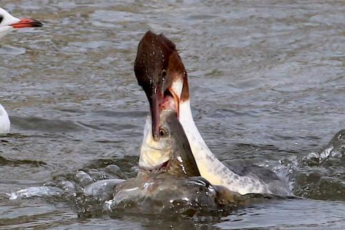 Большой крохаль (Mergus Merganser). 02