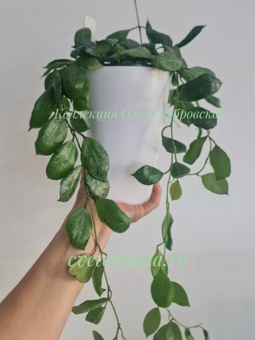 А кто помнит вот это фото моей Hoya Lacunosa Moon Shain (лакуноза мун шайн), последнее фото в посте? 
