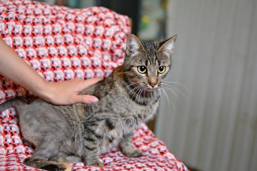 Кошечка соломка дом ищет! 03