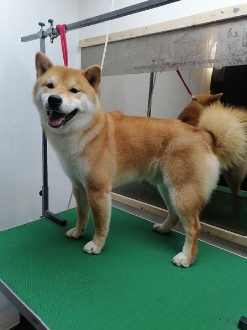 Зимняя шерсть не в моде! 01