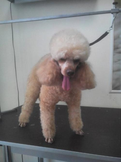 Сегодня у грумвиля появилась новая знакомая - Лати. 02