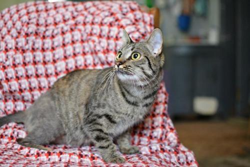 Кошечка соломка дом ищет! 02