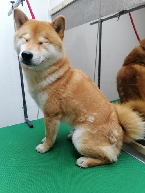 Зимняя шерсть не в моде! 03