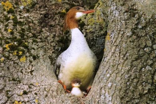 Большой крохаль (Mergus Merganser). 06