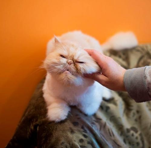 Джиллиан майклс - известнейший фитнес - тренер. 01