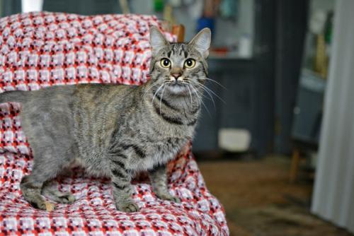 Кошечка соломка дом ищет! 01