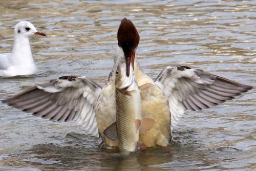 Большой крохаль (Mergus Merganser). 01