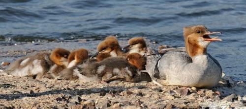 Большой крохаль (Mergus Merganser). 08