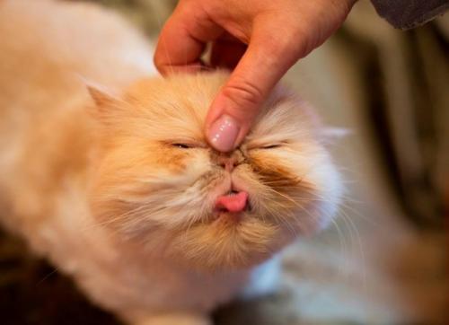 Джиллиан майклс - известнейший фитнес - тренер. 03