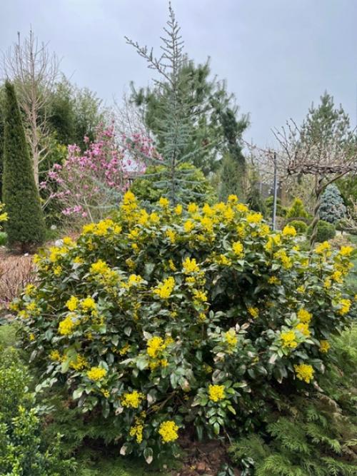 Магония падуболистная (Mahonia Aquifolium) - давний друг советских озеленитей. 01