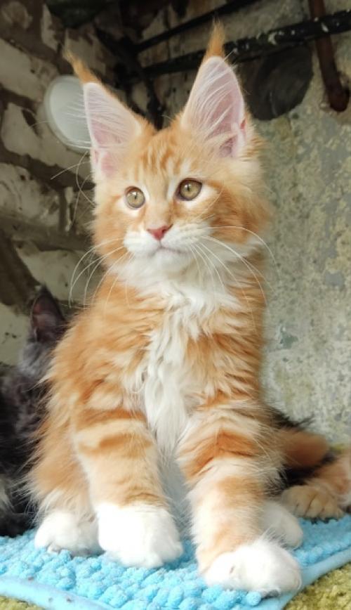 Малыш мейн кун в разведение предлагается. 04