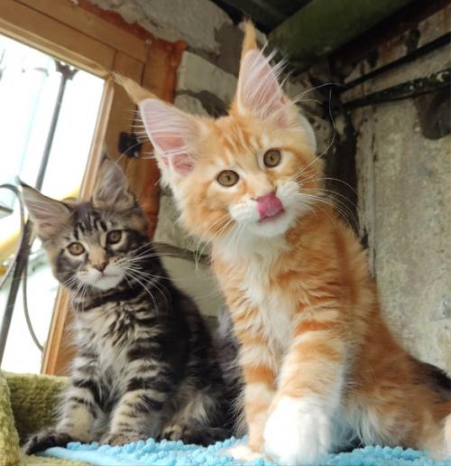 Малыш мейн кун в разведение предлагается. 02